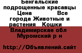 Бенгальские подрощенные красавцы. › Цена ­ 20 000 - Все города Животные и растения » Кошки   . Владимирская обл.,Муромский р-н